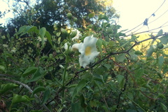 Amphilophium carolinae