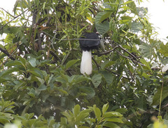 Anthracoceros marchei