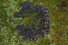 Peltigera degenii