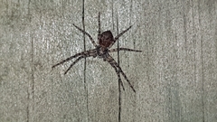 Philodromidae