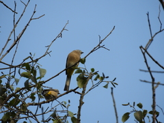 Ptiliogonys cinereus