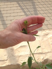 Nicotiana glauca