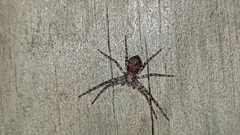 Philodromidae