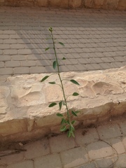 Nicotiana glauca