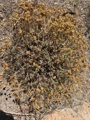 Eriogonum umbellatum var. nevadense