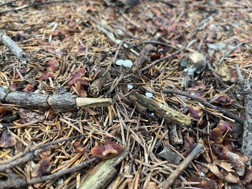 Delicatula integrella