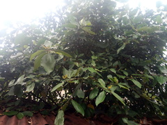 Ficus exasperata image