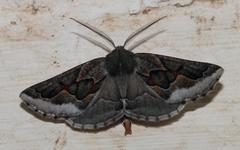 Drepanogynis intricata