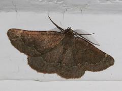 Drepanogynis miltophyris