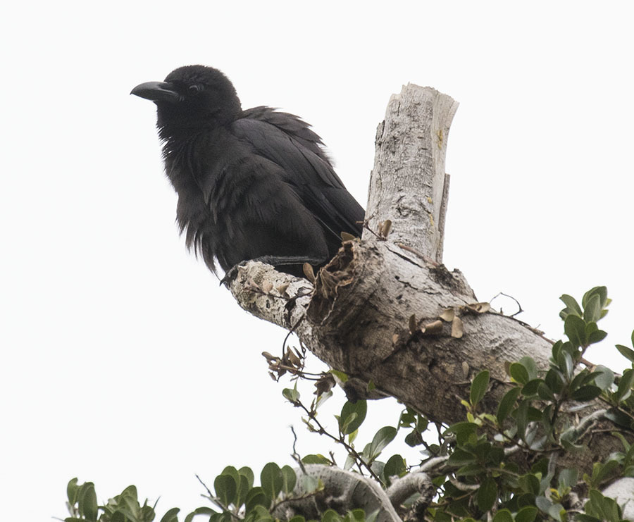 Palawan Crow from Turtle Bay, Ubiyungan Beach, Palawan, Philippines on ...