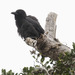 Slender-billed Crow - Photo (c) Paul Donahue, some rights reserved (CC BY-NC), uploaded by Paul Donahue