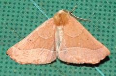 Drepanogynis cnephaeogramma