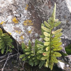 Phlebodium araneosum