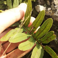 Phlebodium araneosum