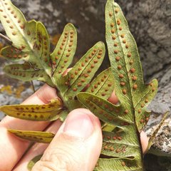 Phlebodium araneosum