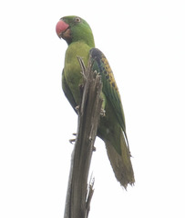 Tanygnathus lucionensis