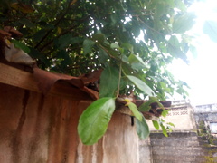 Ficus exasperata image