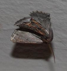 Drepanogynis intricata