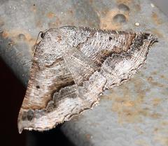 Drepanogynis insolens