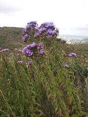 Chromolaena pulchella