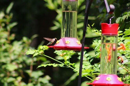 Ruby-throated Hummingbird photographed in Kentucky