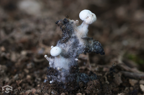 Asterophora lycoperdoides