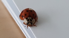 Harmonia axyridis