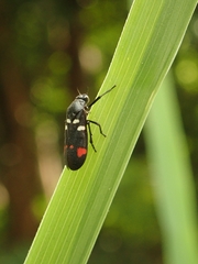 Callitettix versicolor