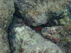 Apogon maculatus