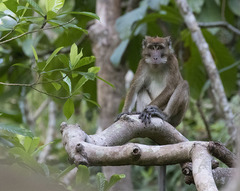 Macaca fascicularis philippensis