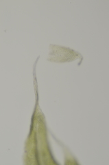 Claopodium bolanderi