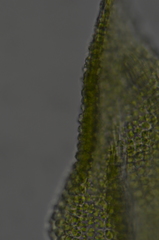 Claopodium bolanderi