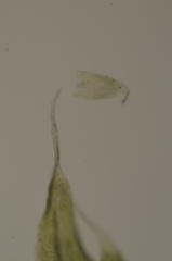 Claopodium bolanderi