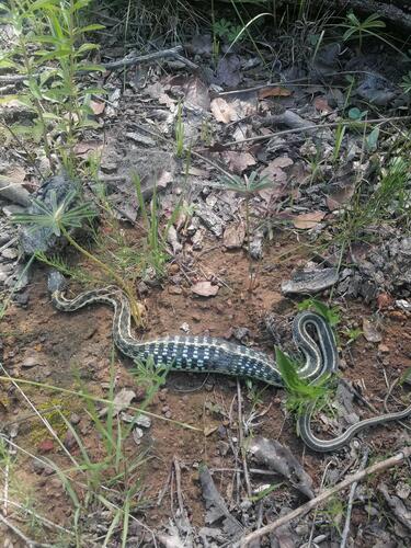Mexican Garter Snake