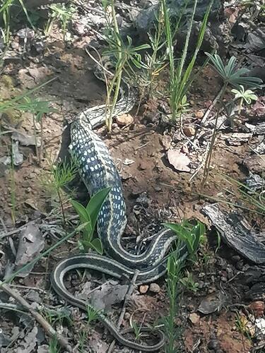 Mexican Garter Snake