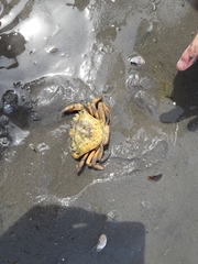 Carcinus maenas