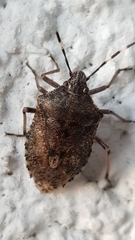 Rhaphigaster nebulosa