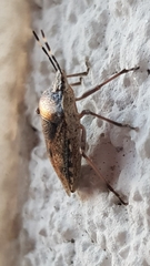 Rhaphigaster nebulosa