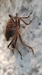 Rhaphigaster nebulosa