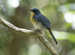 Cyornis lemprieri