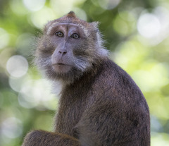 Macaca fascicularis philippensis