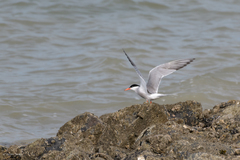 Sterna hirundo hirundo