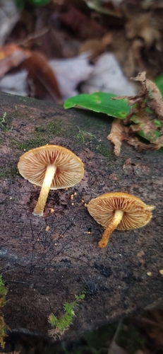 Pleuroflammula multifolia