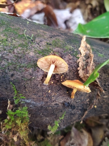 Pleuroflammula multifolia (Photo 3 of 9)