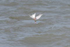 Sterna hirundo hirundo