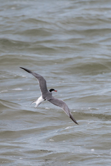 Sterna hirundo hirundo