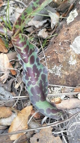Agave guttata