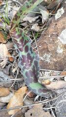 Agave guttata