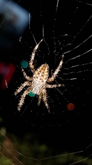 Araneus diadematus