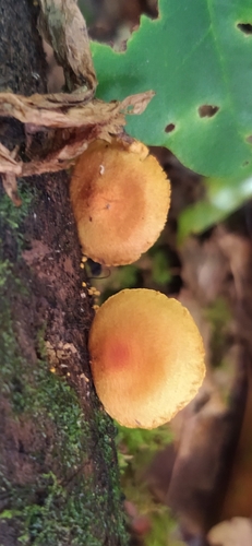 Pleuroflammula multifolia (Photo 8 of 9)